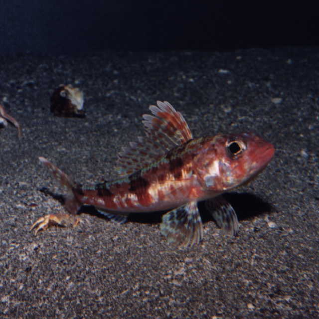 Aulopus japonicus